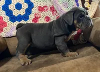Wow blue tri , a male English Bulldog for sale in Minerva, OH – 5 of 6