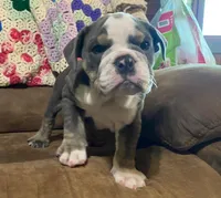 Fe blue tri, a male English Bulldog for sale in Minerva, OH – 6 of 7