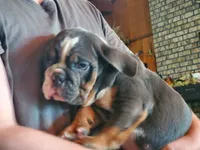 Gabby, a female English Bulldog for sale in Minerva, OH – 1 of 2