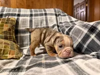 Desi, a female English Bulldog for sale in Minerva, OH – 2 of 10