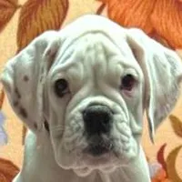 Champ sired ANGEL, a female Boxer for sale in Minerva, OH – Photo 2 of 10