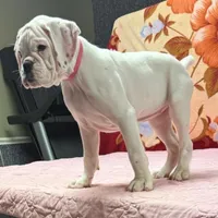 Champ sired ANGEL, a female Boxer for sale in Minerva, OH – Photo 6 of 10