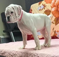 Champ sired ANGEL, a female Boxer for sale in Minerva, OH – Photo 6 of 10