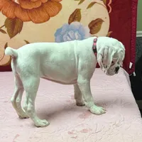 Champ sired ANGEL, a female Boxer for sale in Minerva, OH – Photo 9 of 10