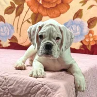 Champ sired ANGEL, a female Boxer for sale in Minerva, OH – Photo 7 of 10