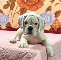 Champ sired ANGEL, a female Boxer for sale in Minerva, OH – Photo 7 of 10