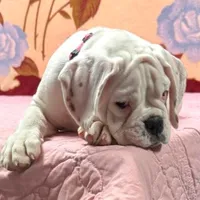 Champ sired ANGEL, a female Boxer for sale in Minerva, OH – Photo 4 of 10