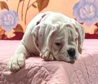 Champ sired ANGEL, a female Boxer for sale in Minerva, OH – Photo 4 of 10