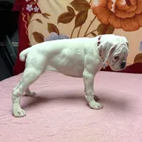 Champ sired ANGEL, a female Boxer for sale in Minerva, OH – Photo 10 of 10