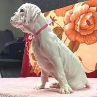 Champ sired ANGEL, a female Boxer for sale in Minerva, OH – Photo 5 of 10