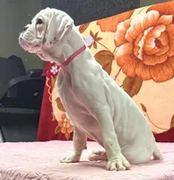 Champ sired ANGEL, a female Boxer for sale in Minerva, OH – Photo 5 of 10