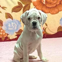 Champ sired ANGEL, a female Boxer for sale in Minerva, OH – Photo 1 of 10