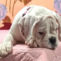 Champ sired ANGEL, a female Boxer for sale in Minerva, OH – Photo 3 of 10