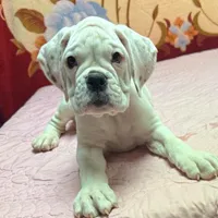 Champ sired ANGEL, a female Boxer for sale in Minerva, OH – Photo 8 of 10