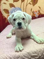 Champ sired ANGEL, a female Boxer for sale in Minerva, OH – Photo 8 of 10