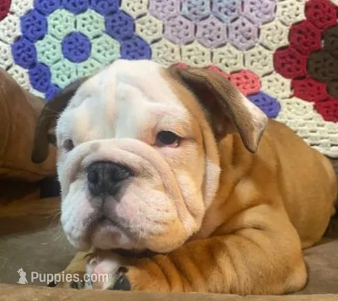BRUTUS – English Bulldog puppy for sale in Minerva, OH