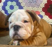 BRUTUS, a male English Bulldog for sale in Minerva, OH – 6 of 6
