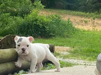 Sarge, a male English Bulldog for sale in Minerva, OH – 4 of 5