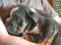 Gabby, a female English Bulldog for sale in Minerva, OH – 2 of 2