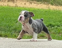 Princess, a female English Bulldog for sale in Minerva, OH – 5 of 5