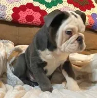 Frankie, a male English Bulldog for sale in Minerva, OH – 5 of 5