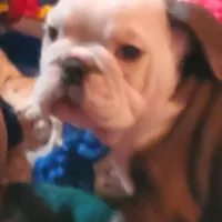 Frankie, a male English Bulldog for sale in Minerva, OH – Photo 2 of 5