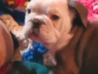 Frankie, a male English Bulldog for sale in Minerva, OH – Photo 2 of 5