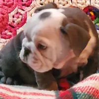 Frankie, a male English Bulldog for sale in Minerva, OH – Photo 3 of 5