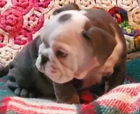 Frankie, a male English Bulldog for sale in Minerva, OH – Photo 3 of 5