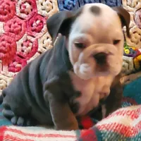 Frankie, a male English Bulldog for sale in Minerva, OH – Photo 1 of 5