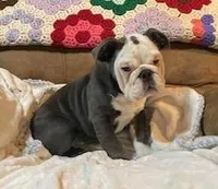 Frankie, a male English Bulldog for sale in Minerva, OH – 3 of 5