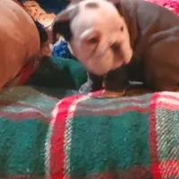 Frankie, a male English Bulldog for sale in Minerva, OH – Photo 5 of 5