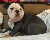 Frankie, a male English Bulldog for sale in Minerva, OH – 4 of 5