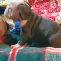 Frankie, a male English Bulldog for sale in Minerva, OH – Photo 4 of 5