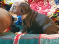 Frankie, a male English Bulldog for sale in Minerva, OH – Photo 4 of 5