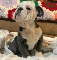 Frankie, a male English Bulldog for sale in Minerva, OH – 2 of 5