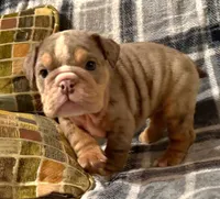 Madison, a female English Bulldog for sale in Minerva, OH – 3 of 7