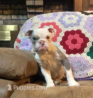 Big Al – English Bulldog puppy for sale in Minerva, OH