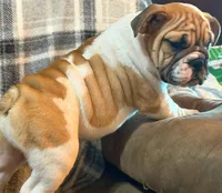 Carlos, a male English Bulldog for sale in Minerva, OH – 2 of 9