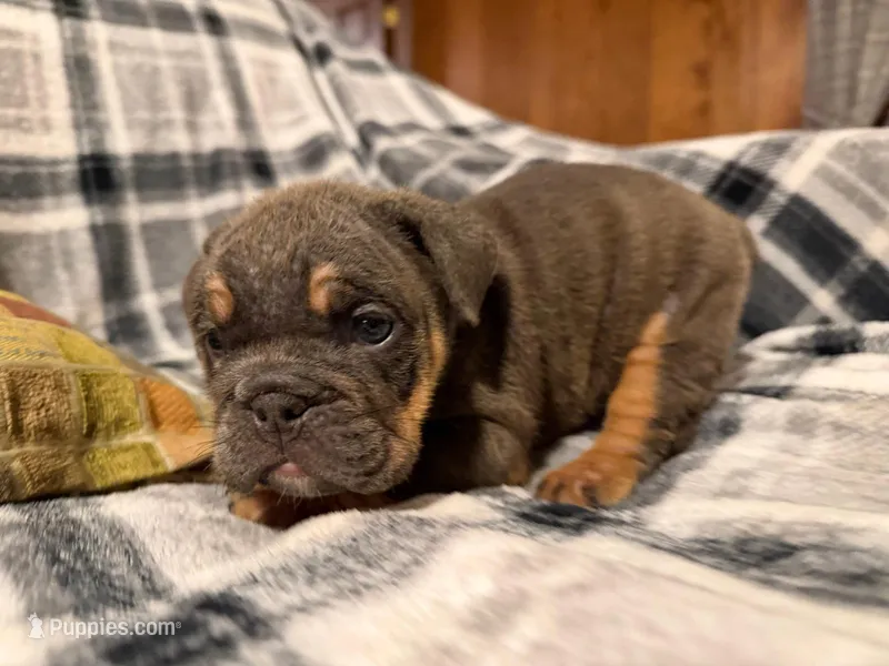 Jetta – English Bulldog puppy for sale in Minerva, OH