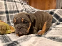 Jetta, a female English Bulldog for sale in Minerva, OH – 1 of 10