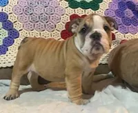 Beatrice, a female English Bulldog for sale in Minerva, OH – 3 of 7
