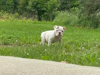 Sarge, a male English Bulldog for sale in Minerva, OH – 5 of 5