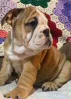 Wow Bonnie, a female English Bulldog for sale in Minerva, OH – 2 of 7