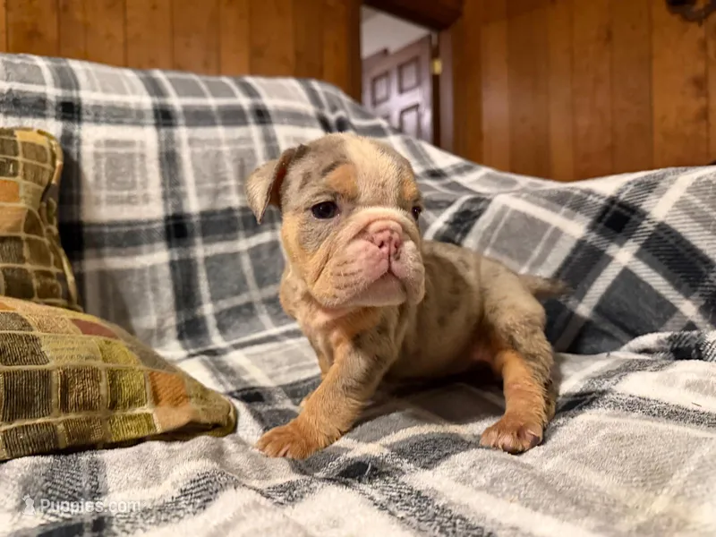 Desi – English Bulldog puppy for sale in Minerva, OH