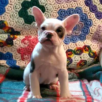 Marshmallow, a female English Bulldog and French Bulldog for sale in Minerva, OH – Photo 6 of 8