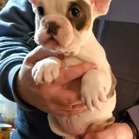 Marshmallow, a female English Bulldog and French Bulldog for sale in Minerva, OH – Photo 2 of 8