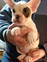 Marshmallow, a female English Bulldog and French Bulldog for sale in Minerva, OH – Photo 2 of 4