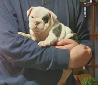 processed/c89a461f-9cf2-41b4-8a1a-70f40246d27d/listing/7ed681f4-a724-41e5-b2e1-ccd861007611/383787f5-fa8e-45c1-8bdd-bcdd1ee8f4c0