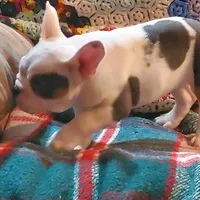 Marshmallow, a female English Bulldog and French Bulldog for sale in Minerva, OH – Photo 8 of 8